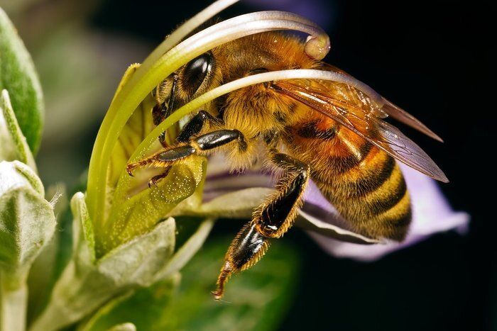 HOW WILL THE WORLD CHANGE IF BEEES DISAPPEAR (6 photos)