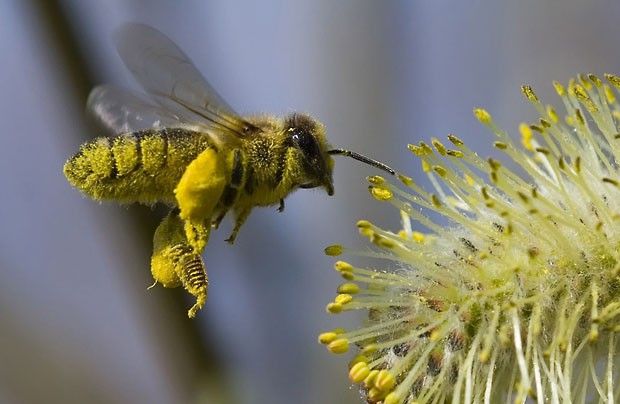 HOW WILL THE WORLD CHANGE IF BEEES DISAPPEAR (6 photos)